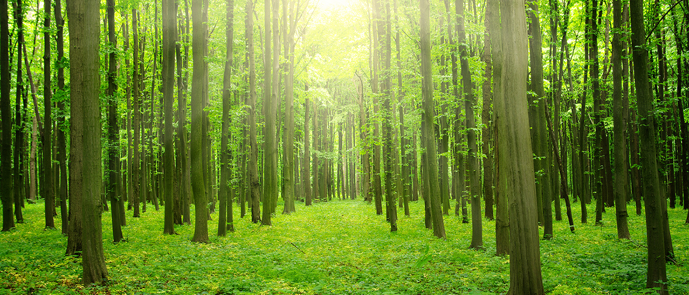 forest-01